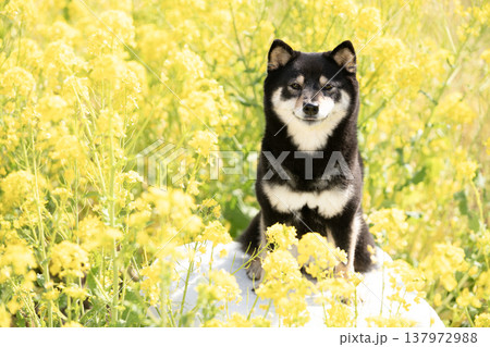 菜の花畑と笑う豆柴のシェリ 菜の花畑と笑う豆柴のシェリ 137972988