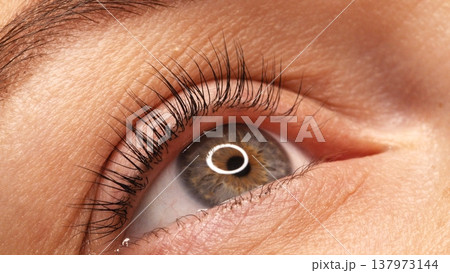 A woman's eye with long black eyelashes after lamination. Closeup opened girl's eye with long black eyelashes. Close-up of the woman eye with long black lashes. A woman's eye with long black eyelashes after lamination. Closeup opened girl's eye with long black eyelashes. Close-up of the woman eye with long black lashes. 137973144