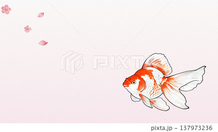桜が舞う淡いグラデーション背景と優雅に泳ぐ金魚の和風イラスト（余白あり） 137973236