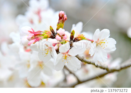 水無瀬川緑道 桜並木の綺麗な桜の花びら 水無瀬川緑道 桜並木の綺麗な桜の花びら 137973272