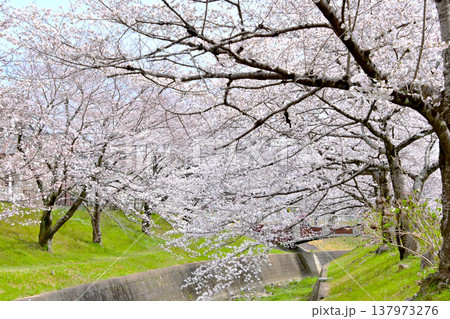満開の桜がきれいな　水無瀬川緑道 桜並木 137973276