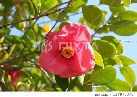 赤い椿の花 赤い椿の花 137973376