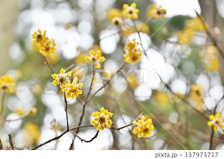 焼森山のミツマタ　栃木 137973717