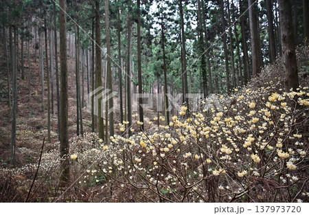 焼森山のミツマタ　栃木 137973720