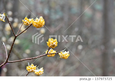 焼森山のミツマタ　栃木 137973725
