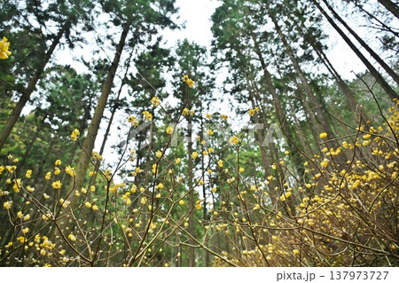 焼森山のミツマタ 栃木 焼森山のミツマタ 栃木 137973727