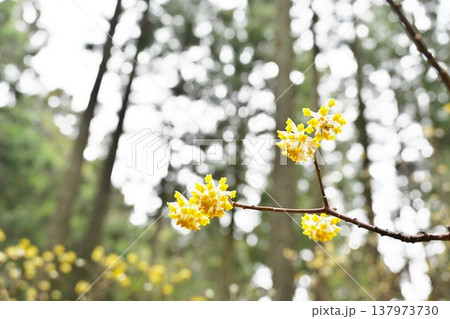 焼森山のミツマタ 栃木 焼森山のミツマタ 栃木 137973730