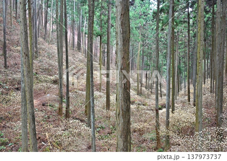 焼森山のミツマタ 栃木 焼森山のミツマタ 栃木 137973737