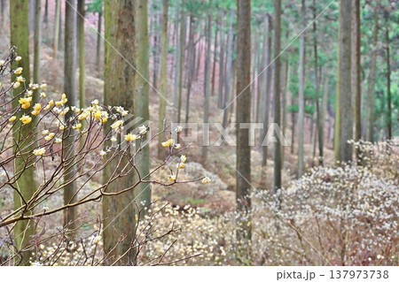 焼森山のミツマタ　栃木 137973738