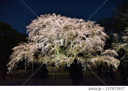 夜の六義園のしだれ桜 東京 夜の六義園のしだれ桜 東京 137973917