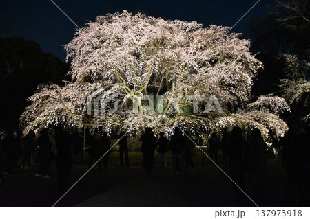 夜の六義園のしだれ桜 東京 夜の六義園のしだれ桜 東京 137973918