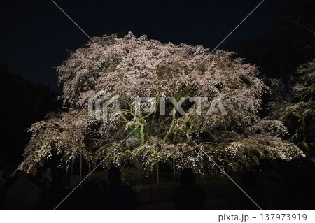 夜の六義園のしだれ桜　東京 137973919