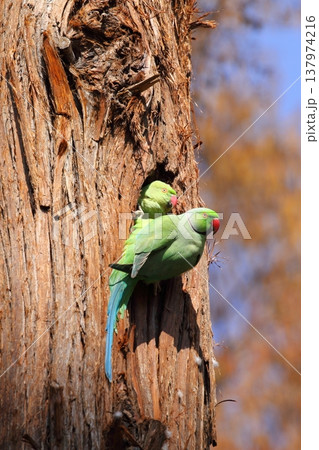 ワカケホンセイインコ 137974216