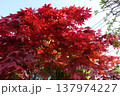 真っ赤に紅葉している庭のもみじ 137974227