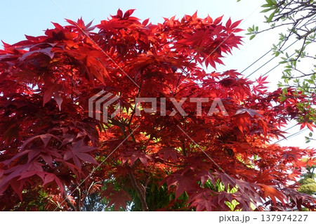 真っ赤に紅葉している庭のもみじ 137974227