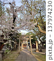 桜の季節の碇神社 137974230