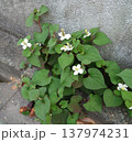 道端に咲くドクダミの花 137974231