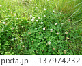 シロツメクサが密集して生えている 137974232