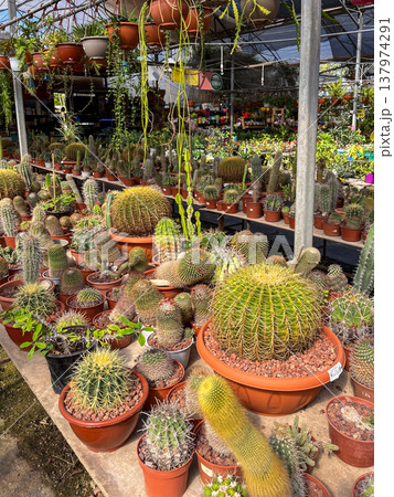 Various decorative cacti for sale in greenhouse. High quality photo Various decorative cacti for sale in greenhouse. High quality photo 137974291