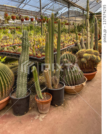Various decorative cacti for sale in greenhouse. High quality photo Various decorative cacti for sale in greenhouse. High quality photo 137974295
