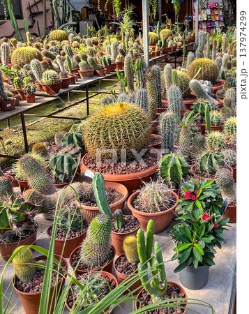 Various decorative cacti for sale in greenhouse. High quality photo 137974299