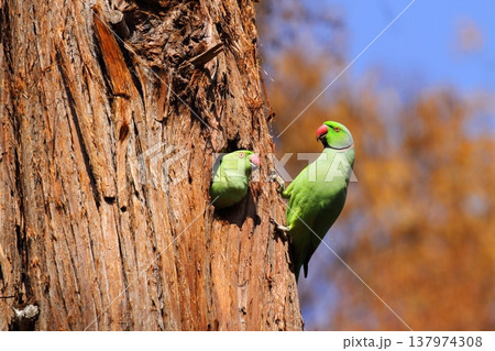 ワカケホンセイインコ 137974308