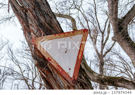 give way road sign is nailed on tree give way road sign is nailed on tree 137974344