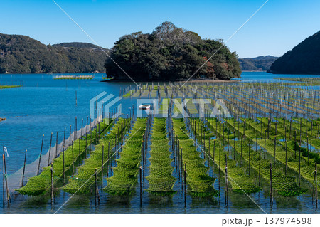 南伊勢内瀬湾に広がるヒトエグサ 南伊勢内瀬湾に広がるヒトエグサ 137974598