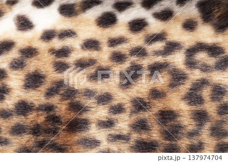 Leopard fur texture background close up 137974704