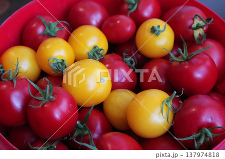 Fresh Red and Yellow Tomatoes in Red Plastic Bin Close-Up Fresh Red and Yellow Tomatoes in Red Plastic Bin Close-Up 137974818