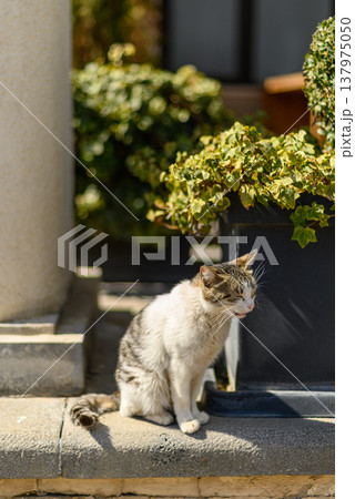 Sunlit tabby cat sitting on doorstep by potted plants Sunlit tabby cat sitting on doorstep by potted plants 137975050