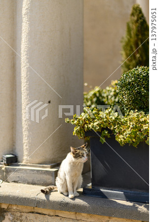 Cat Sitting by Planter on Sunny Front Step 137975051