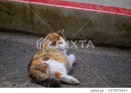 Relaxed calico cat resting on asphalt by red curb 137975053