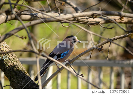 Eurasian jay perched on branch in spring woodland Eurasian jay perched on branch in spring woodland 137975062