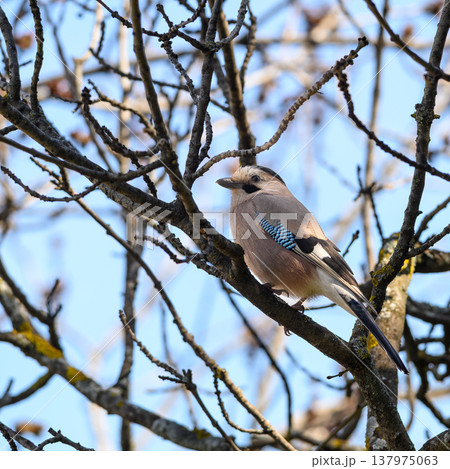 Eurasian jay perched on bare branches under blue sky Eurasian jay perched on bare branches under blue sky 137975063