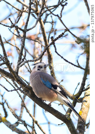 Eurasian jay perched on bare tree branch in woodland Eurasian jay perched on bare tree branch in woodland 137975065