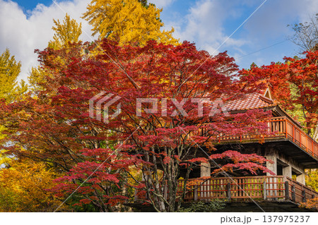 豊田市の大井平公園の紅葉した木々の風景(愛知県) 137975237