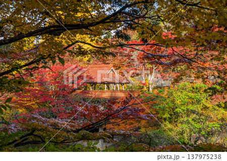 豊田市の大井平公園の紅葉した木々の風景(愛知県) 137975238