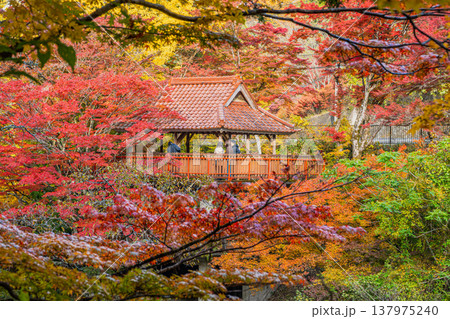 豊田市の大井平公園の紅葉した木々の風景(愛知県) 137975240