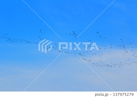 バードストライク 137975279