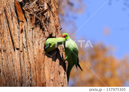 ワカケホンセイインコ 137975305