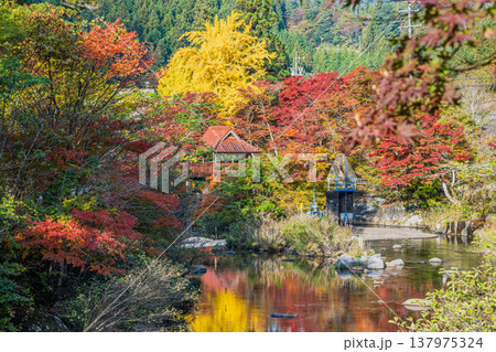 豊田市の大井平公園の紅葉した木々の風景(愛知県) 137975324