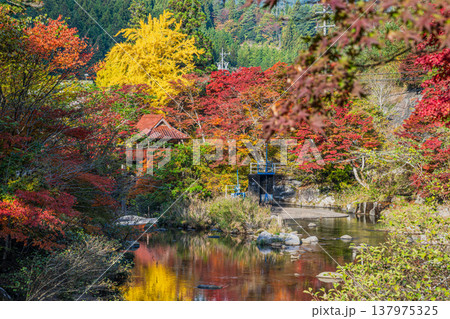 豊田市の大井平公園の紅葉した木々の風景(愛知県) 豊田市の大井平公園の紅葉した木々の風景(愛知県) 137975325