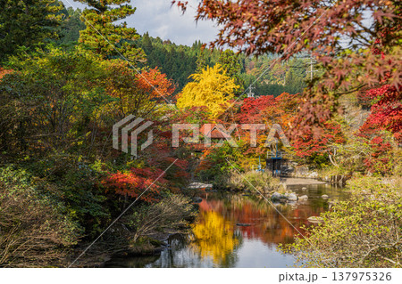 豊田市の大井平公園の紅葉した木々の風景(愛知県) 137975326