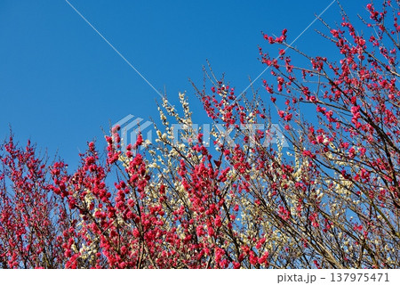 野山に咲いた紅白の梅の花 137975471