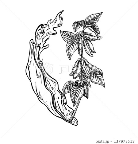 Soybean oil. Soybeans, stem with leaves and pods, and a splash of oil. Black and white vector graphics. For menus, recipes, and cookbooks. For banners, packaging, labels, and more. 137975515