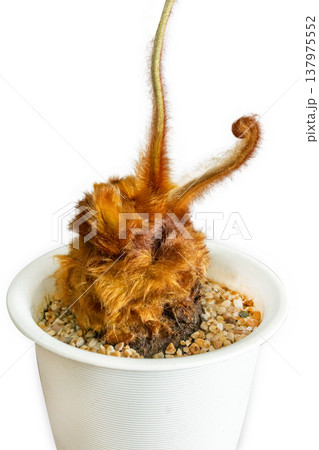 Top view of Golden Moss with Long Stem, focus selective Top view of Golden Moss with Long Stem, focus selective 137975552