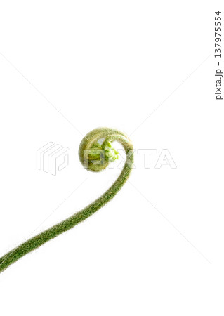 Top view of Golden Moss with Long Stem, focus selective 137975554