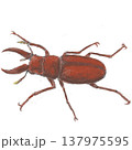 クワガタムシ 137975595