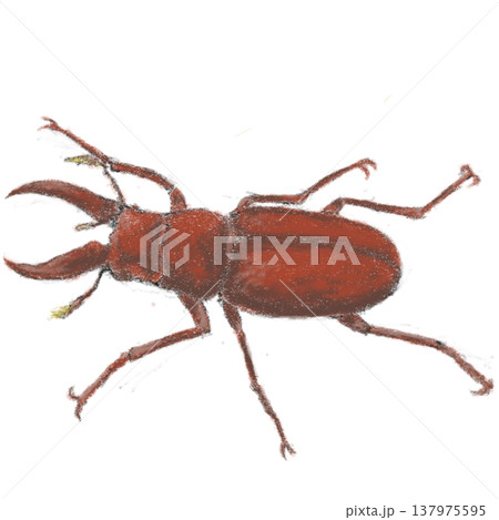 クワガタムシ 137975595